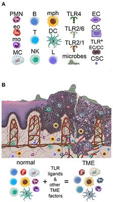 Microbial Colonization and Inflammation as Potential Contributors to the Lack of Therapeutic Success in Oral Squamous Cell Carcinoma